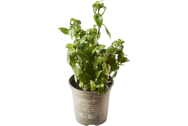Feuille champignon blad in pot doos 2st stuk